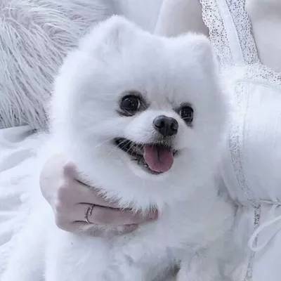 雪域领主官方版下载